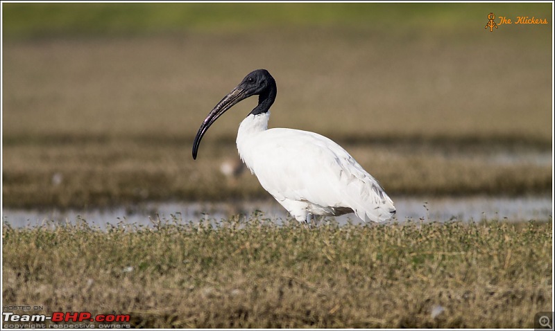 Birding at its best. EDIT: December 2015 updates!-img_2340.jpg