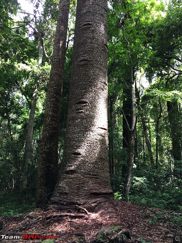 Our venture at exploring the Australian Outback-bunya-forest-4-img_0706.jpg