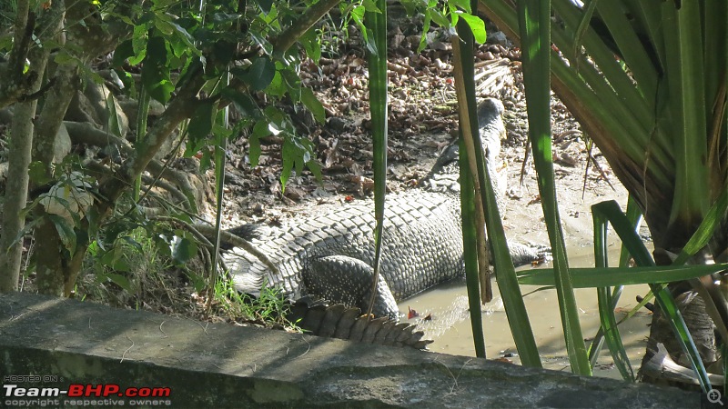 ...and a Man went to Andaman! Holiday in the Andaman Islands-img_0058.jpg