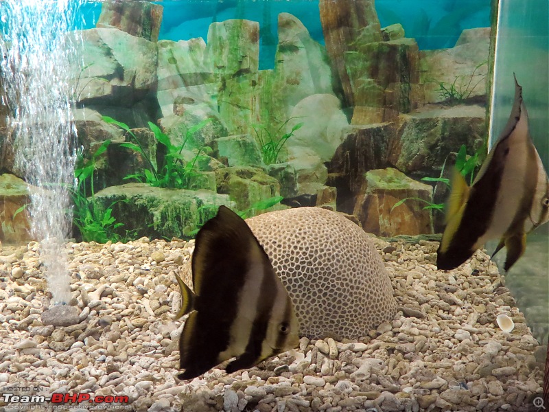 ...and a Man went to Andaman! Holiday in the Andaman Islands-bat-fish.jpg