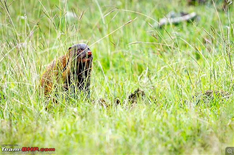 A drive through some of the Wildlife Sanctuaries in the Western Ghats-mr2_3324.jpg