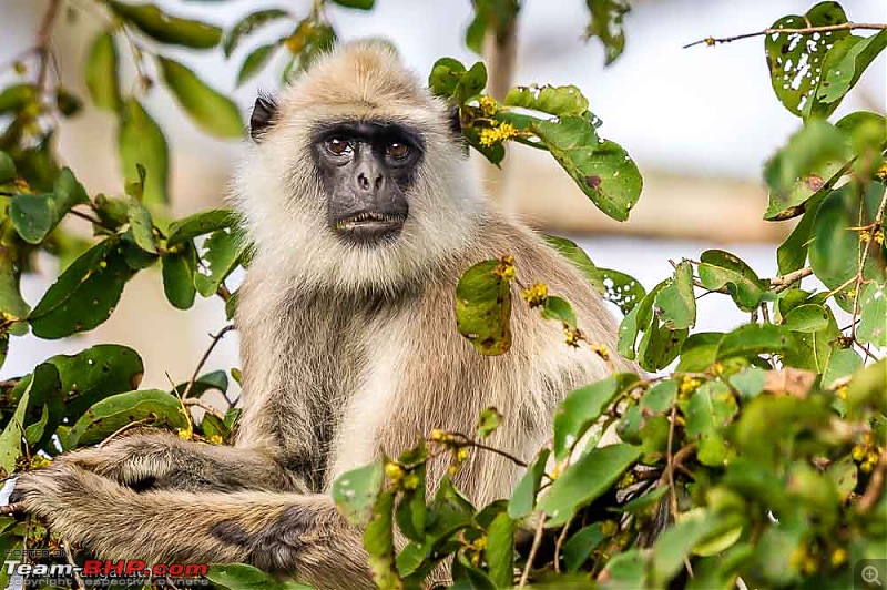 A drive through some of the Wildlife Sanctuaries in the Western Ghats-mr2_3247.jpg