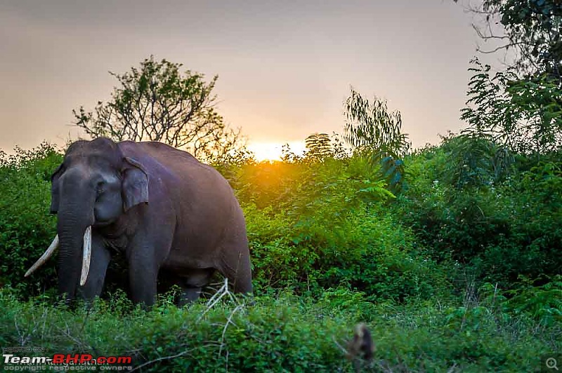 A drive through some of the Wildlife Sanctuaries in the Western Ghats-mr2_3466.jpg