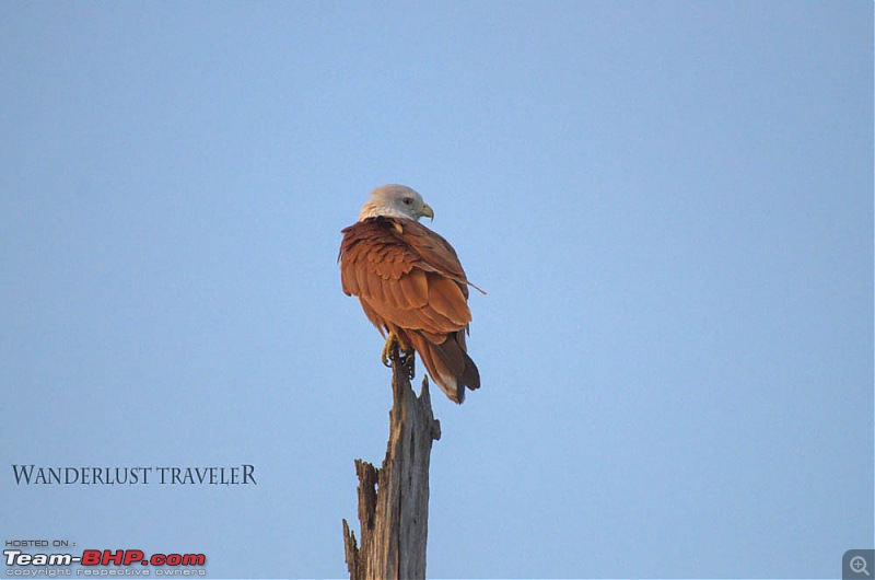 Wanderlust Traveller: River Tern Lodge, Bhadra & Amruthapura Temple (KA)-suh_4596.jpg