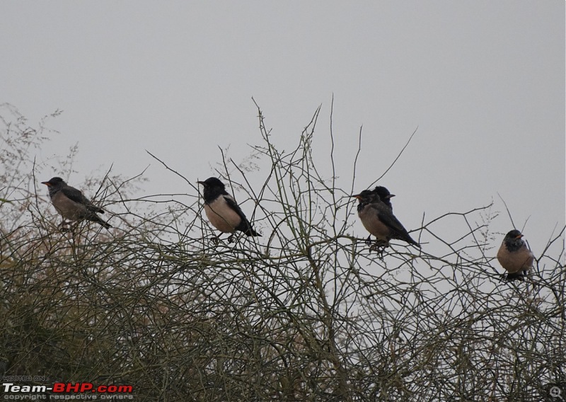 Forts, Palaces, Wildlife and more - 9,500 kms across South, West and North India-dsc_2555-1280x908.jpg