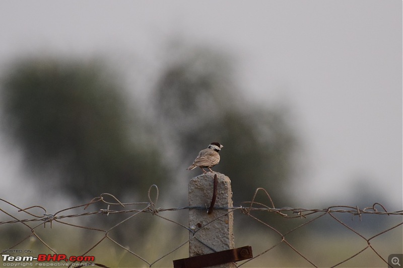 Forts, Palaces, Wildlife and more - 9,500 kms across South, West and North India-dsc_2768-1280x853.jpg