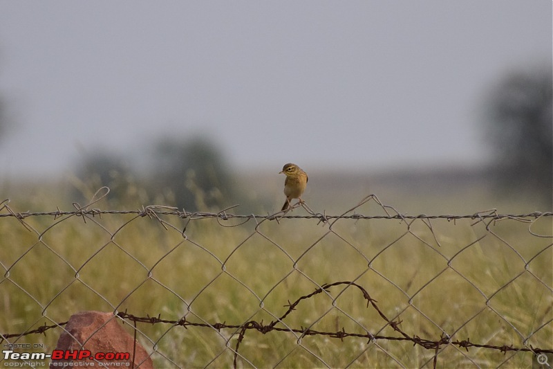 Forts, Palaces, Wildlife and more - 9,500 kms across South, West and North India-dsc_2775-1280x853.jpg