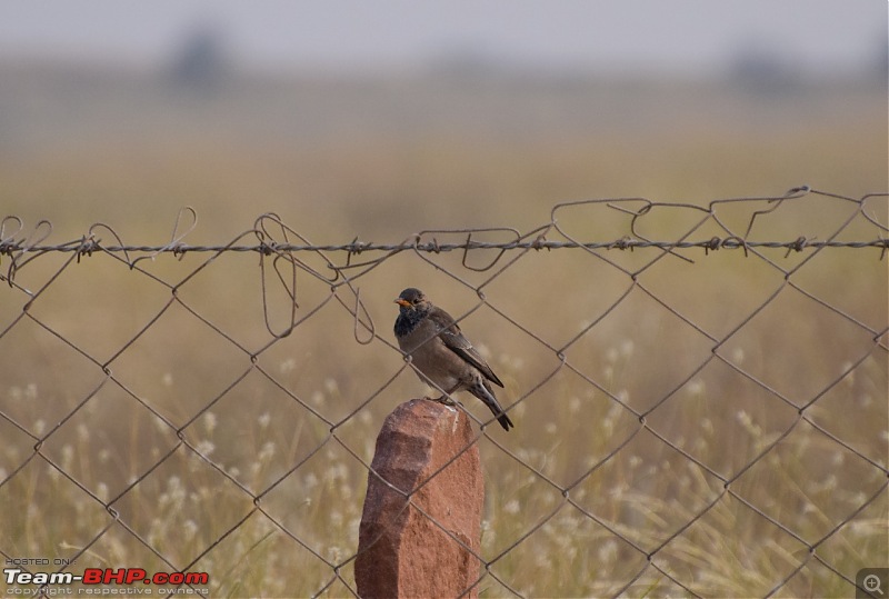 Forts, Palaces, Wildlife and more - 9,500 kms across South, West and North India-dsc_2818-1280x863.jpg