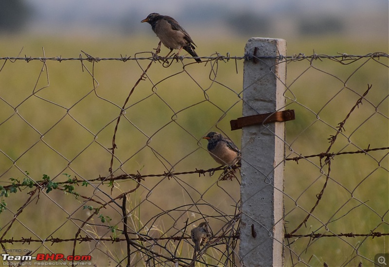 Forts, Palaces, Wildlife and more - 9,500 kms across South, West and North India-dsc_2824-1280x878.jpg