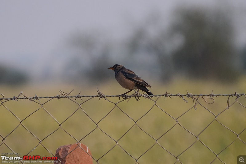 Forts, Palaces, Wildlife and more - 9,500 kms across South, West and North India-dsc_2826-1280x853.jpg