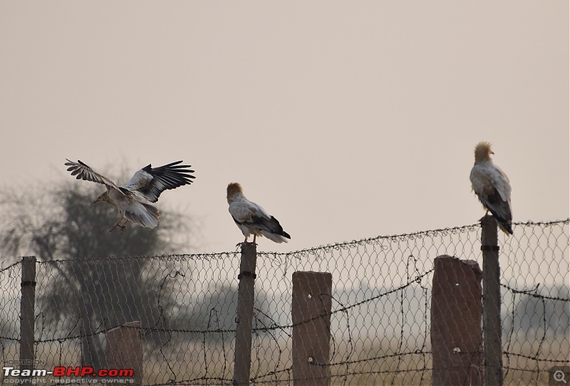 Forts, Palaces, Wildlife and more - 9,500 kms across South, West and North India-dsc_2873-1280x867.jpg