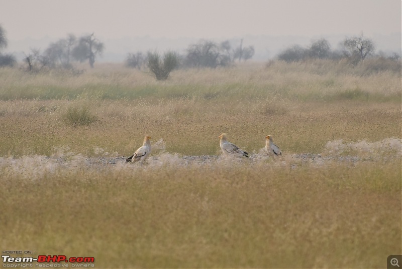 Forts, Palaces, Wildlife and more - 9,500 kms across South, West and North India-dsc_2895-1280x859.jpg