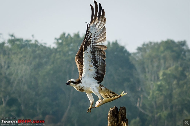 A drive through some of the Wildlife Sanctuaries in the Western Ghats-mr2_4782.jpg