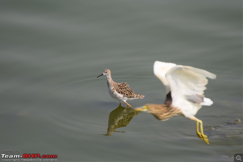 Forts, Palaces, Wildlife and more - 9,500 kms across South, West and North India-dsc_4137-1280x853.jpg