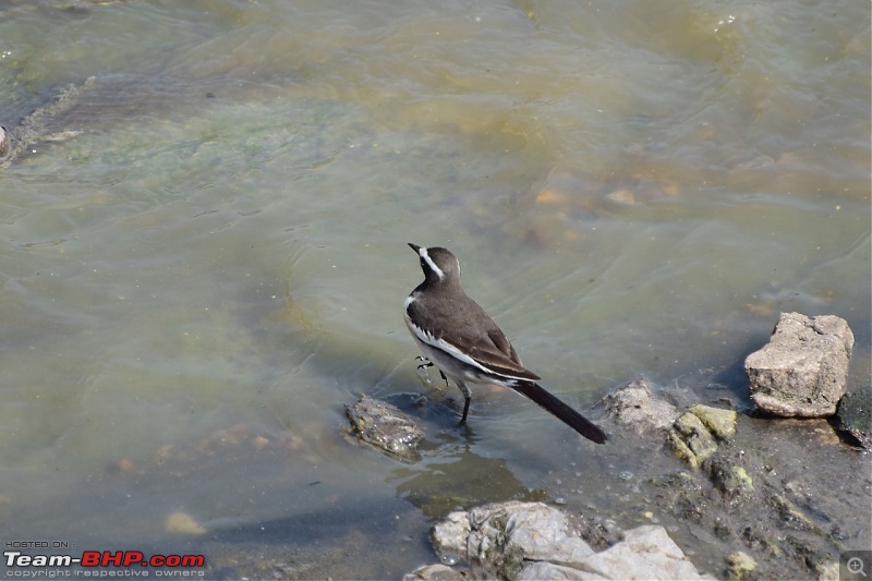 Forts, Palaces, Wildlife and more - 9,500 kms across South, West and North India-dsc_4334-1280x853.jpg