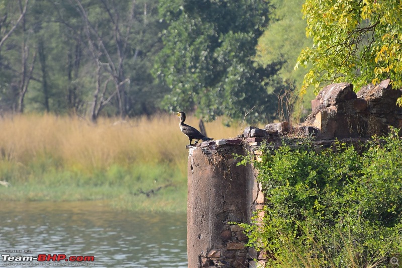 Forts, Palaces, Wildlife and more - 9,500 kms across South, West and North India-dsc_4776-1280x853.jpg
