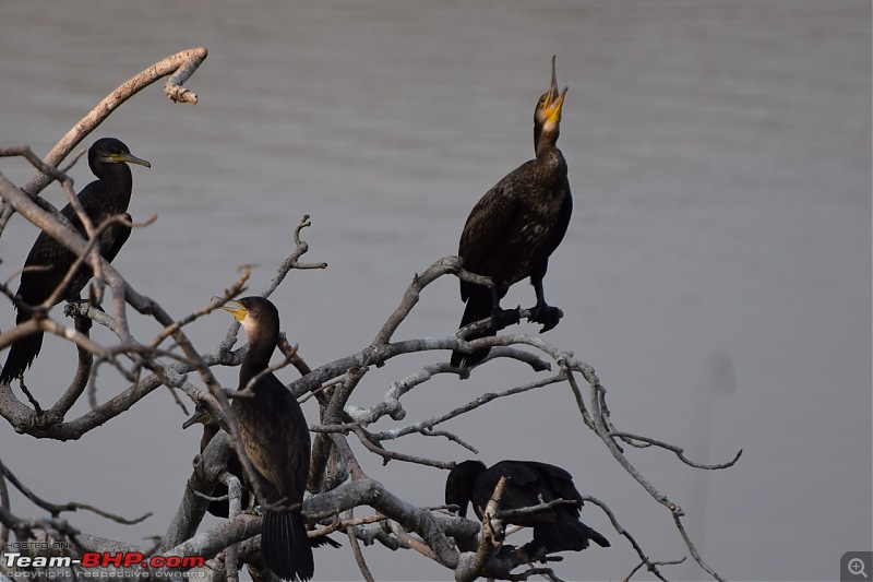 Forts, Palaces, Wildlife and more - 9,500 kms across South, West and North India-dsc_4898-1280x853.jpg