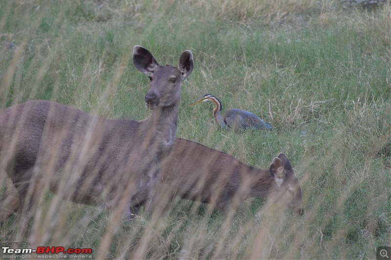 Forts, Palaces, Wildlife and more - 9,500 kms across South, West and North India-dsc_5042-1280x853.jpg