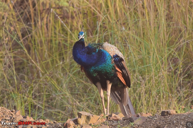 Forts, Palaces, Wildlife and more - 9,500 kms across South, West and North India-dsc_5119-1280x853.jpg