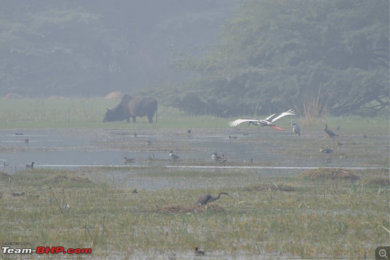 Forts, Palaces, Wildlife and more - 9,500 kms across South, West and North India-dsc_6369-1280x853.jpg