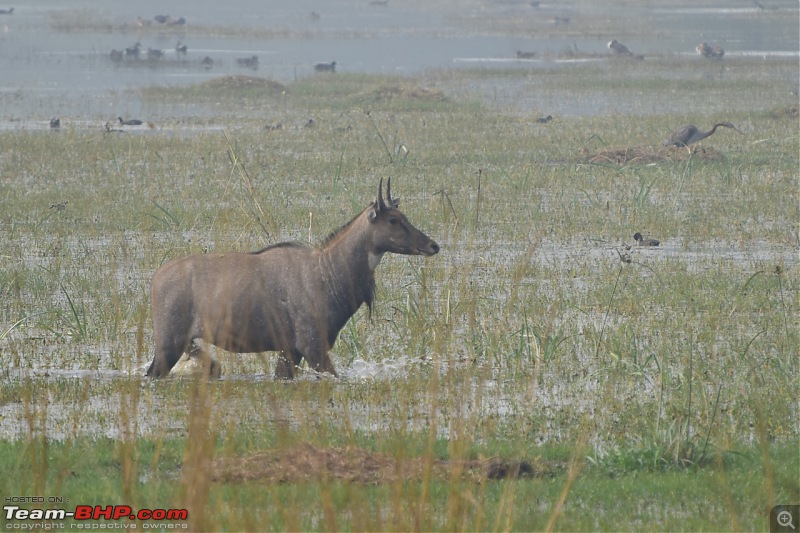 Forts, Palaces, Wildlife and more - 9,500 kms across South, West and North India-dsc_6388-1280x853.jpg