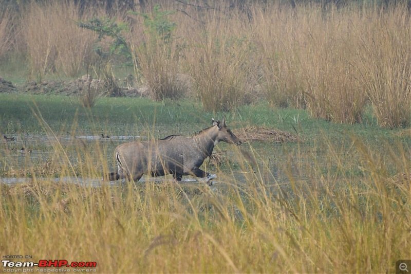 Forts, Palaces, Wildlife and more - 9,500 kms across South, West and North India-dsc_6466-1280x853.jpg