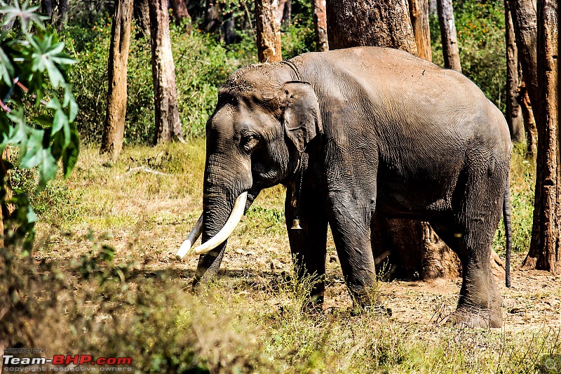 Weekend Getaway: Tadiandamol Trek (Karnataka)-elephant.jpg