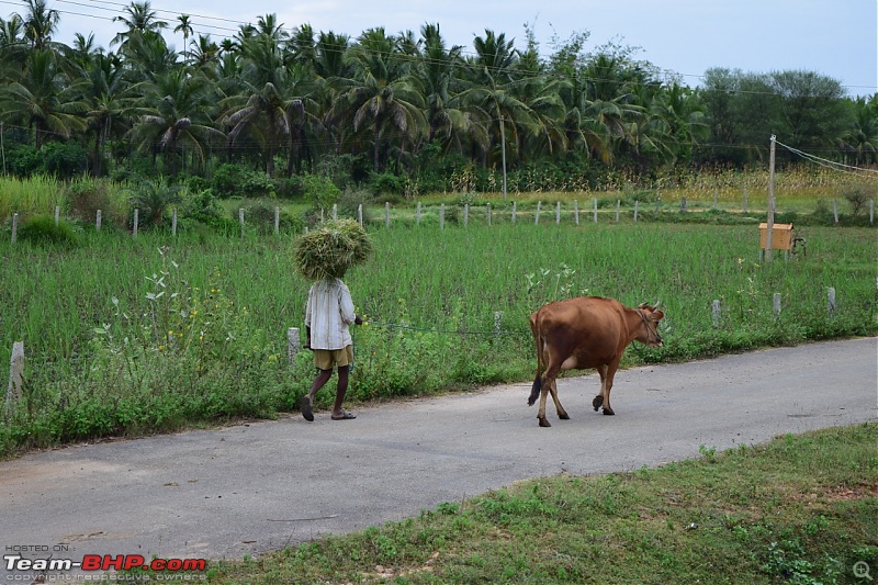 Forts, Palaces, Wildlife and more - 9,500 kms across South, West and North India-dsc_8211-1280x853.jpg