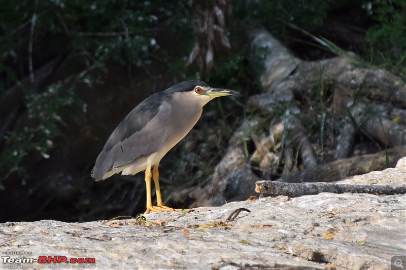 Forts, Palaces, Wildlife and more - 9,500 kms across South, West and North India-dsc_8797-1280x853.jpg