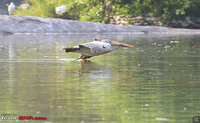 Forts, Palaces, Wildlife and more - 9,500 kms across South, West and North India-dsc_9667-1280x788.jpg