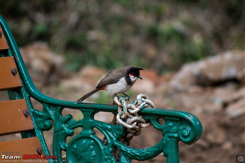 Punto diaries: Coonoor!-dsc_0022.jpg