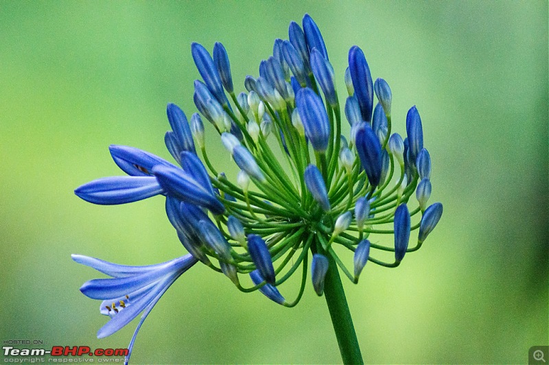 Punto diaries: Coonoor!-dsc_0067.jpg