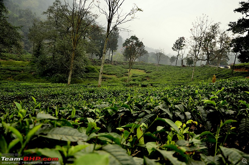 Ford Aspire visits Kerala : Traverses via a wildlife sanctuary, mountains, backwaters and a beach!-_dsc3501.jpg