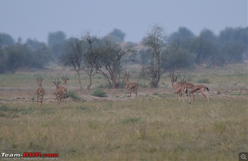 Forts, Palaces, Wildlife and more - 9,500 kms across South, West and North India-dsc_2675-1280x830.jpg