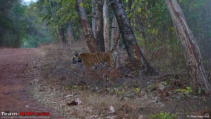 Tadoba Wilderness!-choti-tara4.jpg