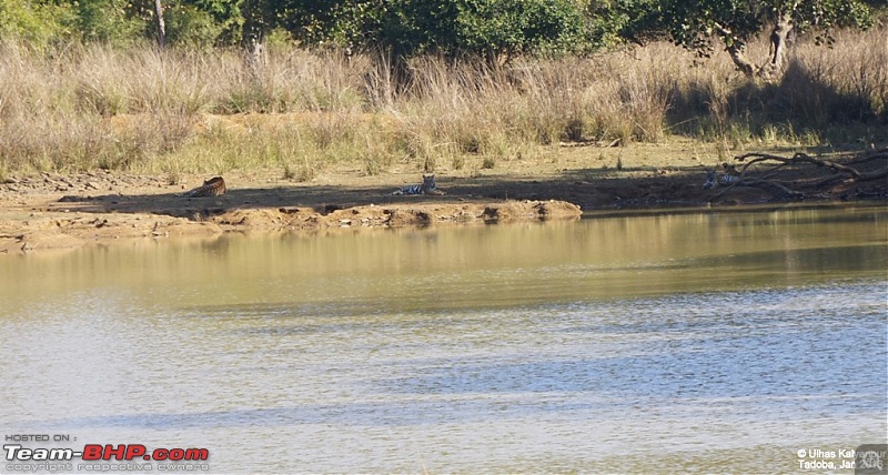 Tadoba Wilderness!-maya-cubs.jpg