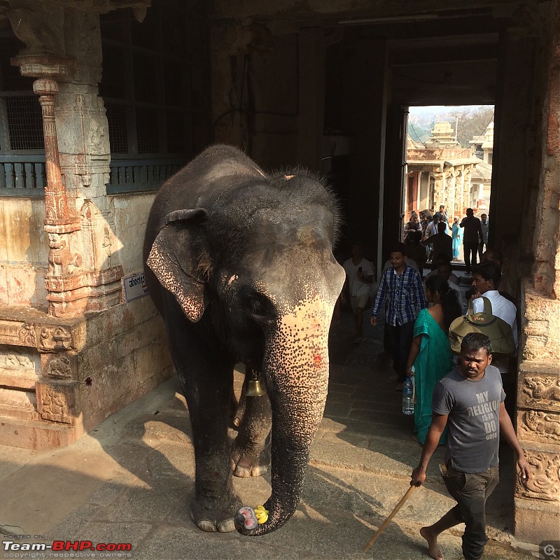 Solo drive from Mumbai to Hampi-elephant.jpg