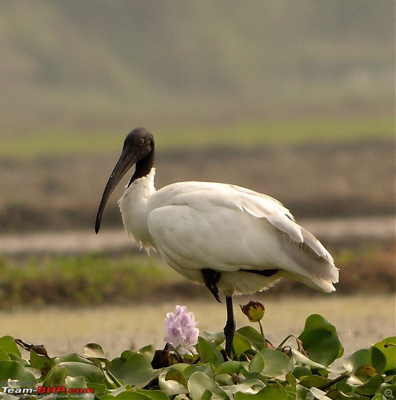 In quest of feathered friends: Fiesta takes us to Purbasthali, West Bengal-ibis.jpg