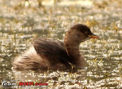 In quest of feathered friends: Fiesta takes us to Purbasthali, West Bengal-grebe.jpg