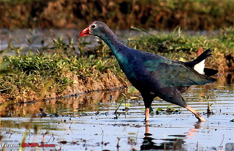 In quest of feathered friends: Fiesta takes us to Purbasthali, West Bengal-swamphen.jpg