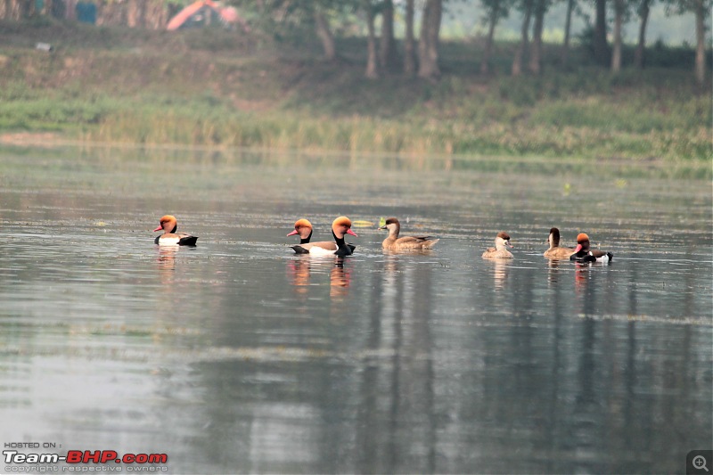 In quest of feathered friends: Fiesta takes us to Purbasthali, West Bengal-habitat.jpg