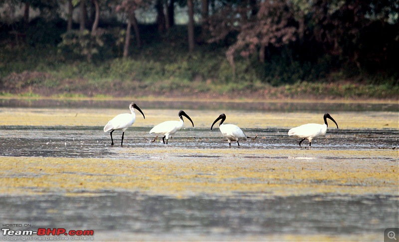 In quest of feathered friends: Fiesta takes us to Purbasthali, West Bengal-flocktogether1.jpg