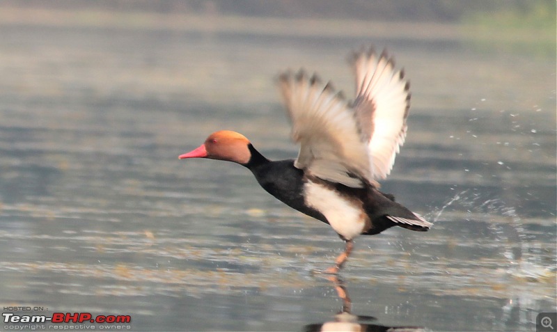 In quest of feathered friends: Fiesta takes us to Purbasthali, West Bengal-takeoff3.jpg