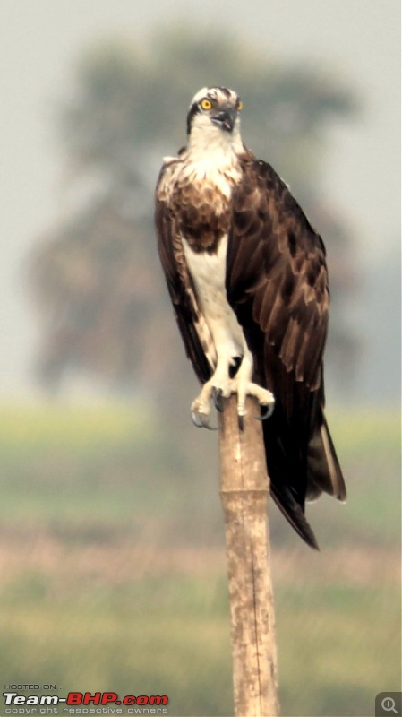 In quest of feathered friends: Fiesta takes us to Purbasthali, West Bengal-osprey3.jpg