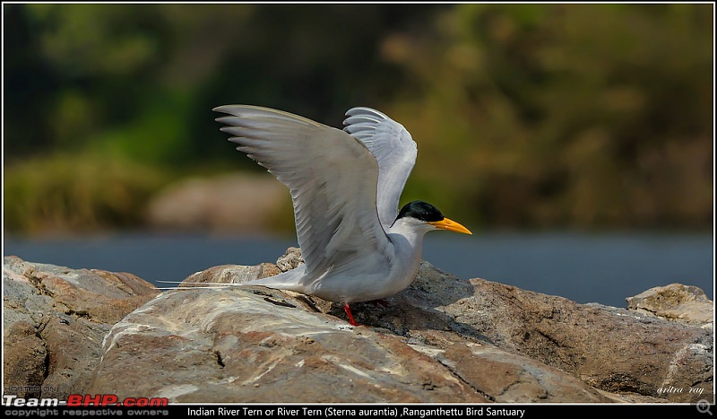 Hyderabad to Ranganathittu: In search of some migratory birds-indian-river-tern-just-river-tern-sterna-aurantia_24235185049_l.jpg