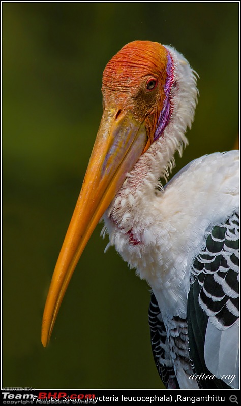 Hyderabad to Ranganathittu: In search of some migratory birds-painted-stork-mycteria-leucocephala_24239115359_l.jpg