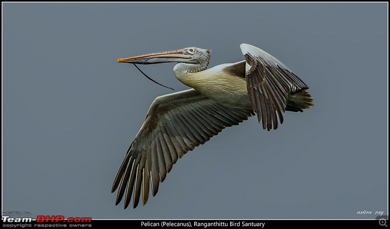 Hyderabad to Ranganathittu: In search of some migratory birds-pelecanus_24065351444_l.jpg