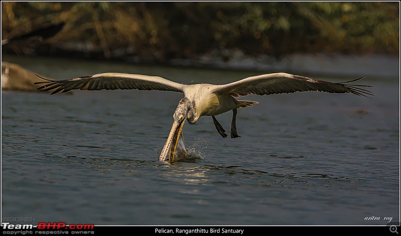 Hyderabad to Ranganathittu: In search of some migratory birds-pelican_24120516624_l.jpg