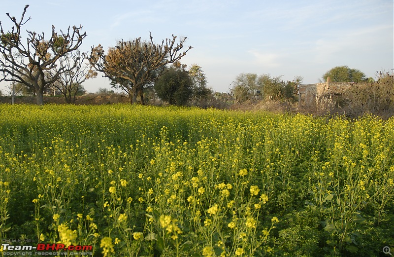 Exploring Royal Rajasthan in a 4WD Bolero (The White Tusker)-_dsc6325.jpg