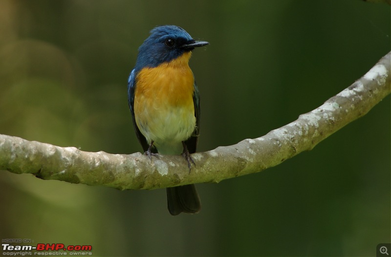 Birding around Mysore - A Photologue-tickells-blue-flycatcher1.jpg